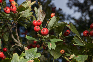 Ripe hawthorn fruits hanging on a branch among dense foliage. Natural seasonal background for...