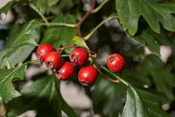 Ripe hawthorn fruits hanging on a branch among dense foliage. Natural seasonal background for health and nature illustrations. Macrophotography of hawthorn fruits on a background of green leaves.