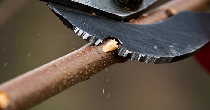 Gardener using pruning shears to trim a tree branch outdoors close up