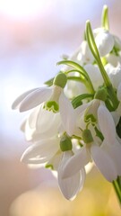 Close-up spring snowdrops