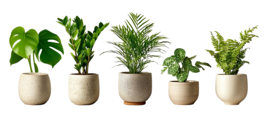 PNG of A beautiful arrangement of five indoor plants in decorative pots, showcasing varying shades of green and textures.