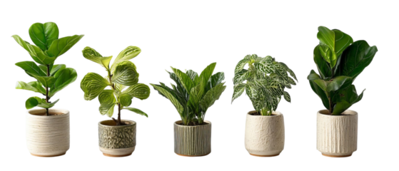 PNG of A collection of five indoor plants in decorative pots, showcasing vibrant greenery and diverse leaf shapes.