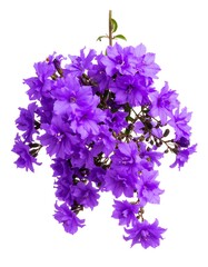 Purple flowers cluster