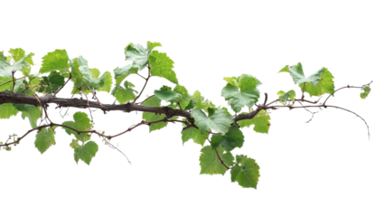PNG of A lush green vine with vibrant leaves gracefully curling on a branch, symbolizing growth and nature.