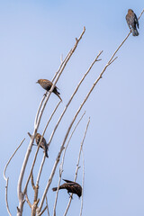 Group of Male Red Winged Blackbirds in Formative Plumage