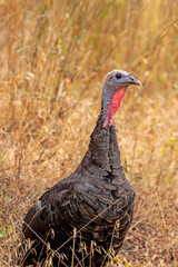 Wild Turkey profile portrait