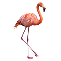 side view of pink flamingo.PNG