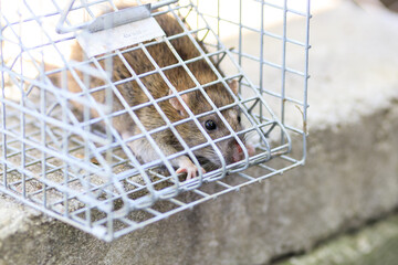 Scared wild rat caught in a cage pest trap in the garden at livestock farm