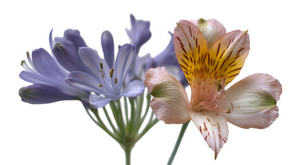 Fototapeta premium PNG of Delicate arrangement of purple and orange flowers, exuding beauty and tranquility.
