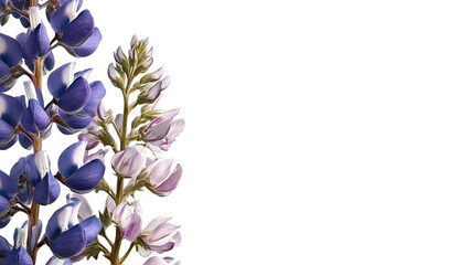 PNG of Close-up of vibrant purple and white lupine flowers against a black background, showcasing their delicate petals.