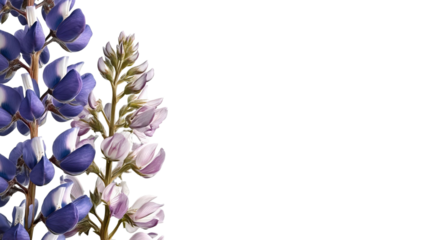 PNG of Close-up of vibrant purple and white lupine flowers against a black background, showcasing their delicate petals.