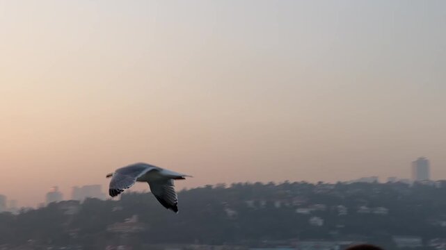 M&ouml;we fliegt vor Br&uuml;cke der M&auml;rtyrer des 15. Julis, Bosporus, Istanbul 2023
