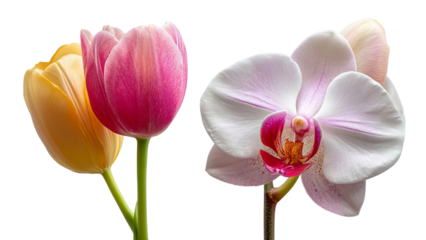 PNG of A vibrant arrangement of yellow tulip and pink tulip alongside a delicate white orchid, showcasing nature's beauty.