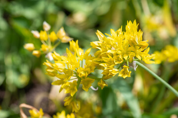 Yellow garlic (allium moly) flowers © tom