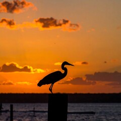 Silhouette of a heron perched on a post against an orange sunset sky