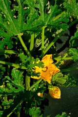 Fototapeta premium żólty kwiat cukinii z prszczołą, która go zapyla, pszczoła zapylajaca kwiat cukinii, Cucurbita pepo, bee pollinating a zucchini flower