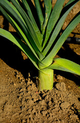 Por rosnący w ogrodzie, Allium ampeloprasum, close up of rimed leek in a garden	