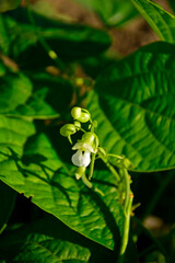 białe kwiaty fasolki szparagowej, kwitnąca fasola karłowa, Phaseolus vulgaris, fasola zwykła, fasola zwyczajna, White flower of dwarf bean in home garden © kateej