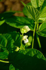 białe kwiaty fasolki szparagowej, kwitnąca fasola karłowa, Phaseolus vulgaris, fasola zwykła, fasola zwyczajna, White flower of dwarf bean in home garden © kateej
