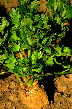 rosnący w ogrodzie seler korzeniowy z zielonymi liśćmi, seler korzeniowy, seler zwyczajny, Apium graveolens, celery root with green leaves growing in the garden, celeriac or celery root in the garden.