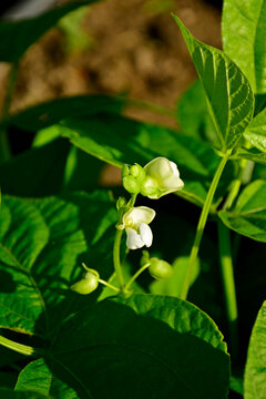 białe kwiaty fasolki szparagowej, kwitnąca fasola karłowa, Phaseolus vulgaris, fasola zwykła, fasola zwyczajna, White flower of dwarf bean in home garden
