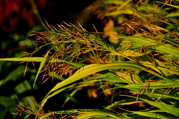 kwitnąca hakonechloa smukła, trawa bambusowa, Hakonechloa macra, kłosowate kwiatostany hakonechloa, Hakone grass, Japanese forest grass, The spikes of Japanese grass, Flowering Hakonechloa © kateej