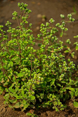 majeranek rosnący w ogrodzie, Lebiodka majeranek, majeranek ogrodowy, Origanum majorana, oregano, Fresh oregano green organic. fresh herbs. healthy lifestyle, marjoram buds, pąki majeranku © kateej