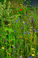 łąka kwietna z kolorowymi kwiatami, kolorowe kwiaty polne, kwiaty dla owadów zapylających, a flower meadow with colorful flowers,  © kateej
