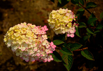 kwitnąca hortensja bukietowa, różowo białe kwiaty, hydrangea paniculata, Pink and white Panicle Hydrangea  © kateej
