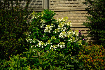 kwitnąca Hortensja bukietowa, białe hortensje bukietowe w ogrodize, Hydrangea paniculata, blooming bouquet hydrangea, bush of white hydrangea macrophylla in the garden	