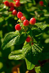 dziurawiec bezwonny magical beauty (Hypericum &times; inodorum), czerwonor&oacute;zowe owoce dziurawca ozdobnego, pink hypericum x inodorum berries	