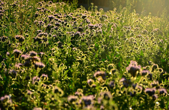 pole kwitnącej faceli pokrytej rosą i oświetlonej słońcem, facelia pod słońce, niebieskie kwiaty facelii na łące, Phacelia tanacetifolia, blue phacelia flowers in the meadow, Lacy phacelia flowers	