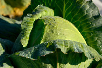 główka kapusty rosnaca w ogrodzie, kapusta pokryta kroplami rosy, kapusta warzywna, kapusta głowiasta, Brassica oleracea, head of cabbage growing in the garden, cabbage covered with dew drops