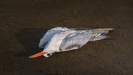 Dead seagull on the sand