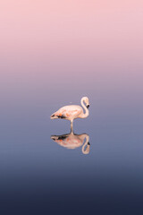 Pink flamingo in water at Paracas reservation