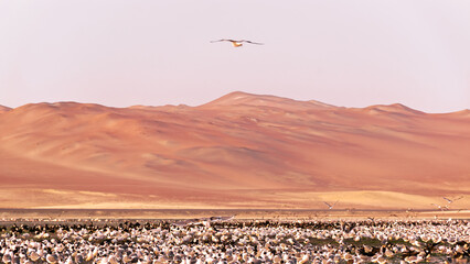 Big flock of birds in a desert landscape at Paracas, sea of birds