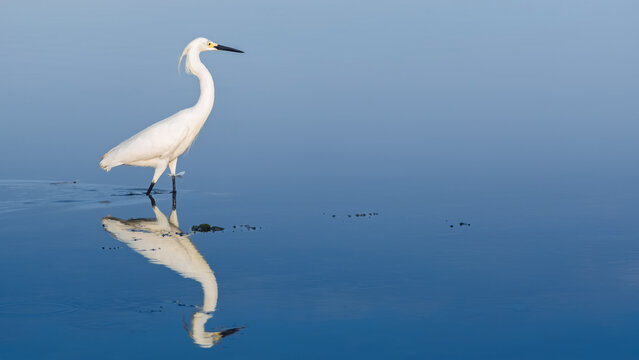 Great heron standing in shore