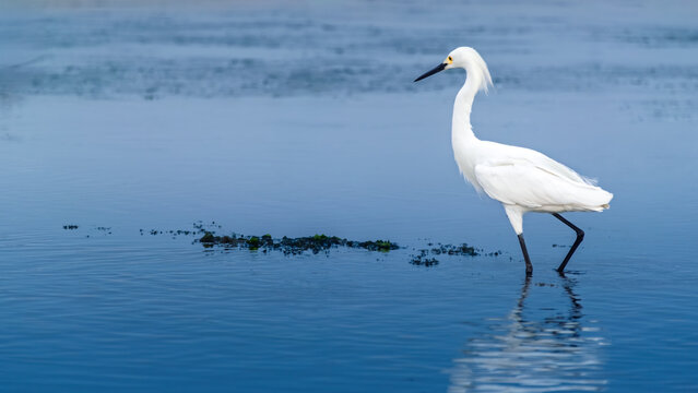 Great white heron in Paracas