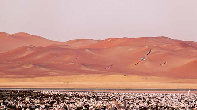 Flock of birds in a desert landscape at Paracas