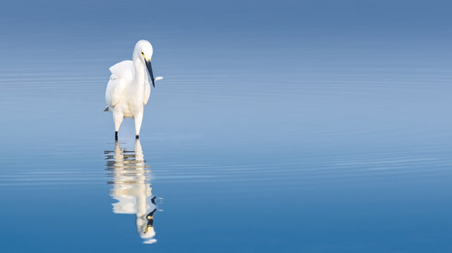 Great white heron fishing in the shore at Paracas