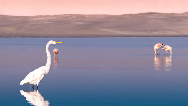 Big heron at Paracas in sunset with nice light 