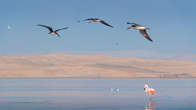Seashore ecosystem at Paracas