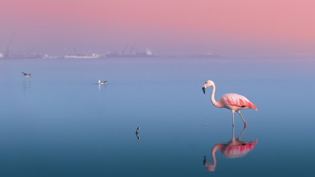 Flamingo walking in the shore at Paracas, Peru
