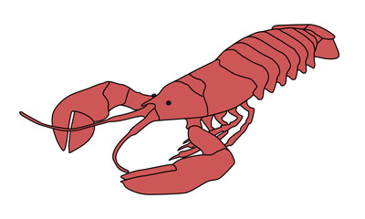 Crayfish - hand drawn vector illustration.