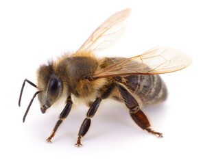 Honey bee side view isolated on white background