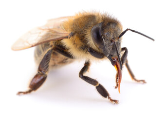 Honey bee close up with tongue out isolated on white
