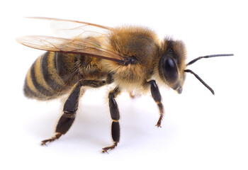 Honey bee isolated on white background