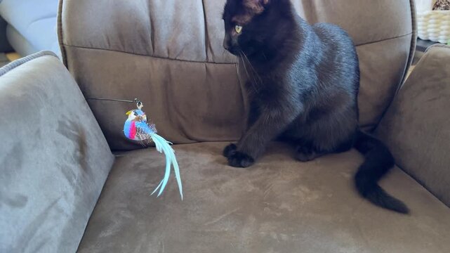 black cat playing on a chair with a colorful bird toy made of natural feathers, watching it closely and getting ready to pounce playfully, vertical video