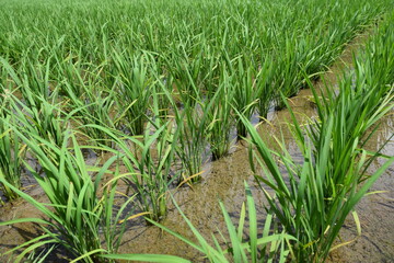 田植え３週間後の水田