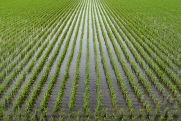 田植え３週間後の水田